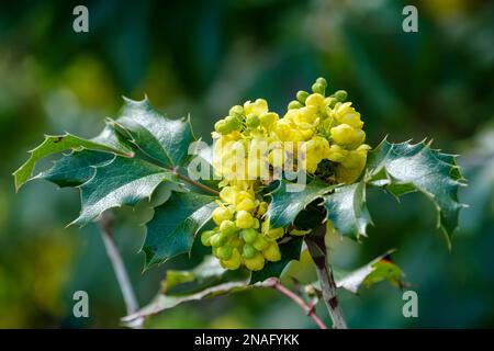 Mahonia aquifolium Apollo, Oregon Traube Apollo, immergrüner Strauch mit Ansammlungen gelber Blumen Stockfoto