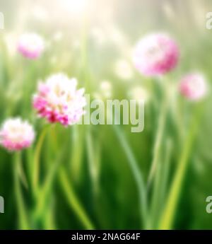 Verwischter natürlicher Hintergrund mit wildem Rotklee auf sonnigem, wunderschönem Grünhintergrund. Unschärfe-Sommerszene mit unscharfen Kleeblümchen und Stockfoto