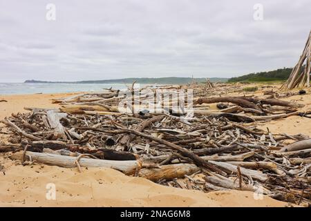 Eine Menge Treibholz am Main Beach Tuross Head. Stockfoto