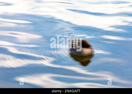 Eurasische Ente (Anas crecca), männlich, schwimmend auf einem See bei Sonnenaufgang Stockfoto