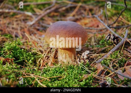 Boletus edulis (cep, Penny Brötchen, Schweinefleisch oder Schweinefleisch) wilder Pilz wächst im Herbst im Wald, umgeben von Moos. König Bolete. Es ist ein beliebtes Essgut Stockfoto