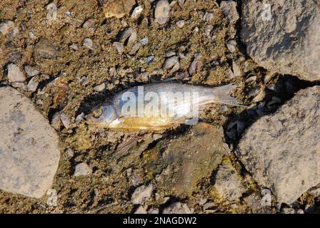 Tote Fische liegen am Ufer, weil das Flusswasser kontaminiert war. Umweltkatastrophe (ökologische Katastrophe) 2022 Fluss oder (Odra), Polen. Wassergift Stockfoto