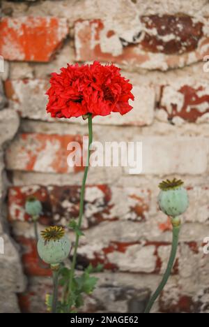 Roter Mohn an einer Ziegelwand. Mohnkopf im Hintergrund. Stockfoto