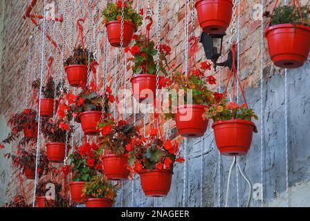 Verschiedene Arten von Blumen wachsen in roten Töpfen, die an Ketten hängen. Metallkonstruktion. Heimkultur von Topfpflanzen. Heimgarten. Begonias und gerani Stockfoto