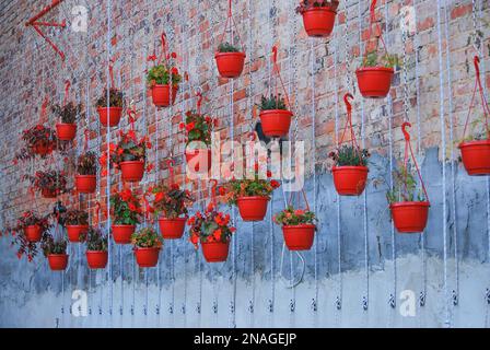 Blumen wachsen in roten Blumentöpfen, die an Ketten hängen. Metallkonstruktion. Heimkultur von Topfpflanzen. Heimgarten. Begonien und Geranium im Topf. Stockfoto