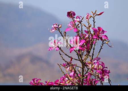 Bauhinia purpurea/Orchideenbaum/Purple bauhinia Flowers/Udaipur/Rajasthan/Indien Stockfoto