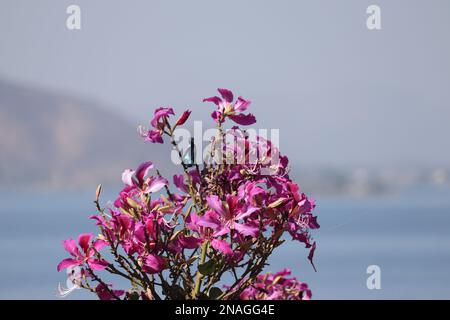 Sonnenvogel hoch oben auf einer Bauhinia purpurea/Orchidee/Purple bauhinia Blumen /Udaipur/Rajasthan/Indien Stockfoto