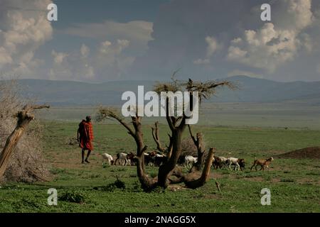 Maasai-Stammesmann, der Ziegen hütet; Ndutu, Tansania Stockfoto