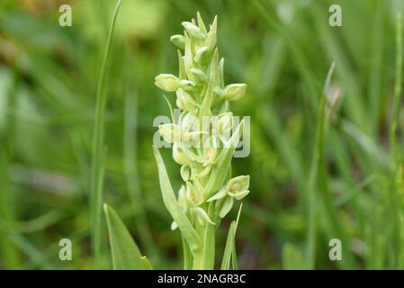 Grüne Orchidee aus Grönland Stockfoto