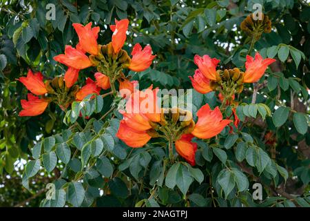 African Tulip Tree, Spathodea campanulata, blühend in San Bartolo Coyotepec, Oaxaca, Mexiko. Stockfoto