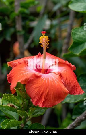 Eine Hibiskusblume, Hibiscus rosa-sinensis, blüht in San Bartolo Coyotepec, Oaxaca, Mexiko. Stockfoto