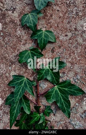 Ivy klammert sich an eine alte Wand. Stockfoto