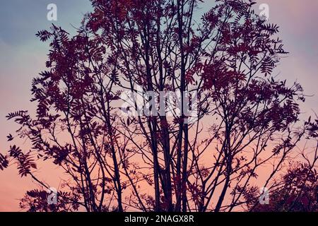 Ein Rowan Tree bei Sonnenuntergang am Himmel im Herbst. Stockfoto