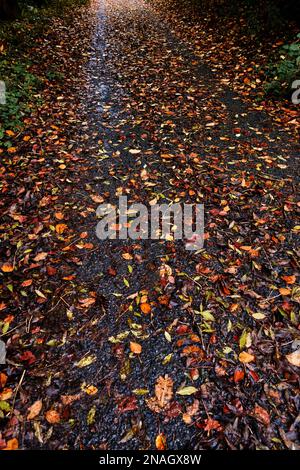 Herbstlaub auf einer Straße. Stockfoto