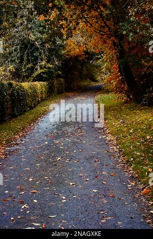 Einen Feldweg im Herbst. Stockfoto