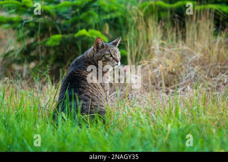 Süße, heimische, kurzhaarige Katzenkatze mit grünen Augen, die auf grünem Gras sitzt. Low-Angle-View, Nahaufnahme Porträt. Stockfoto