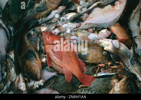 Tote Fische werden bald vom Deck eines Fischerbootes weggespült werden; British Columbia, Kanada Stockfoto