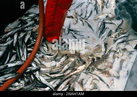 Tote Fische werden bald vom Deck eines Fischerbootes weggespült werden; British Columbia, Kanada Stockfoto