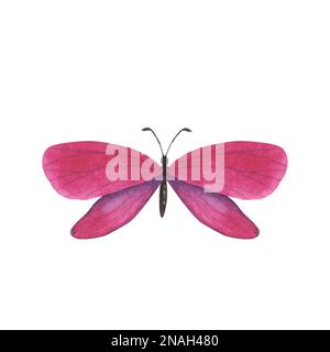 Violetter Schmetterling in Magenta mit detaillierten Flügeln auf weißem Hintergrund. Aquarell handgezeichnete realistische Insektenlustration für Design-Banner, Stockfoto