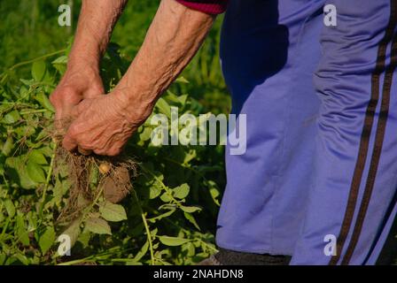 Eine ältere Rentnerin arbeitet in ihrem Garten und sammelt Kartoffeln. Landwirtschaft, Gartenarbeit, Freizeit, Hobbys. Stockfoto