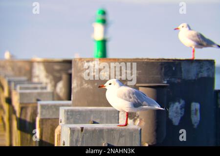 Möwe auf dem Steg an der Ostsee am Meer. Der Vogel blickt in den Sonnenuntergang. Das Gefieder in weiß und grau schwarz. Leuchtturm im Hintergrund. Stockfoto