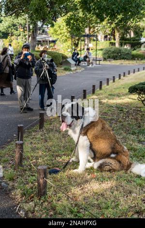 Hibiya Park, Tokio. (November 2022) Stockfoto