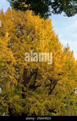 Hibiya Park, Tokio. (November 2022) Stockfoto