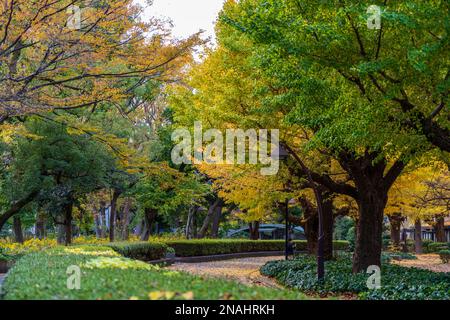 Hibiya Park, Tokio. (November 2022) Stockfoto