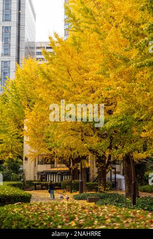 Hibiya Park, Tokio. (November 2022) Stockfoto