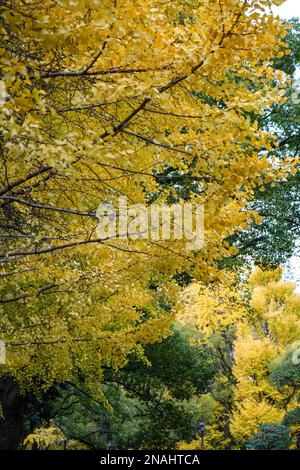 Hibiya Park, Tokio. (November 2022) Stockfoto