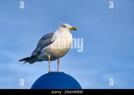 Möwe steht auf dem Lampenschirm an der Ostsee am Meer. Der Vogel blickt in den Sonnenuntergang. Das Gefieder in weiß und grau schwarz. Tierfoto von Seagu Stockfoto