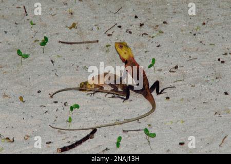 Calotes versicolor, Verschiedenfarbige Schönechse, Blutsaugeragame, orientalische Gartenechse, Blutsauger, Männlich, Embudu, Malediven, malediven Stockfoto