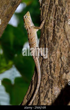 Calotes versicolor, Verschiedenfarbige Schönechse, Blutsaugeragame, orientalische Gartenechse, Blutsauger, Embudu, Malediven, malediven Stockfoto