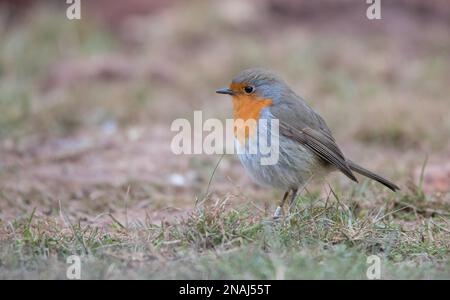 European Robin (Erithacus rubecula), auf der Suche nach Lebensmitteln, Helgoland, Schleswig-Holstein, Deutschland Stockfoto