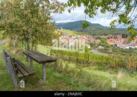 In den Weinbergen über Birkweiler, Südpfalz Stockfoto