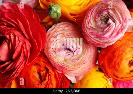 Wunderschöne frische Ranunkulusblüten als Hintergrund, Nahaufnahme Stockfoto