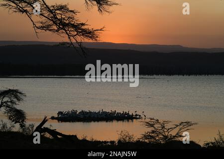 Nakuru. 12. Februar 2023. Pelikane werden bei Sonnenuntergang im Lake Nakuru National Park in Kenia am 12. Februar 2023 gesehen. Kredit: Han Xu/Xinhua/Alamy Live News Stockfoto