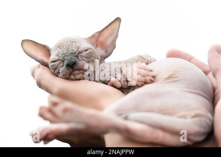 Frauenhände, die schlafende Kätzchen der kanadischen Sphynx-Katze auf weißem Hintergrund halten Stockfoto