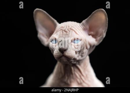 Haarlose Katze aus kanadischer Sphynx-Katze, blauer Nerz mit weißer Farbe auf schwarzem Hintergrund. Porträt eines Kätzchens mit großen, zitronenförmigen blauen Augen Stockfoto