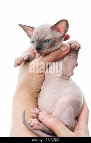 Menschliche Hände zärtlich halten süße Kätzchen kanadischer Sphynx auf weißem Hintergrund Stockfoto