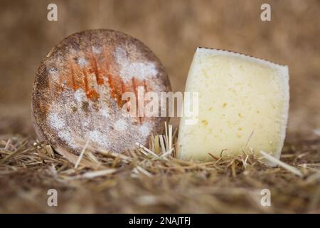 Ein ganzer Kopf mit reifem Landkäse und Scheiben auf Heu Stockfoto