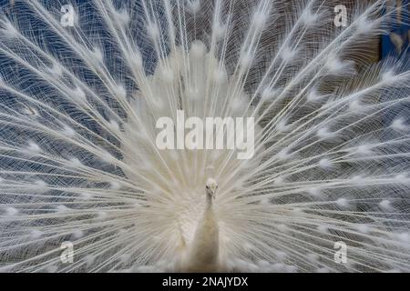 Indischer Peafowl/Pfau (Pavo cristatus) Stockfoto