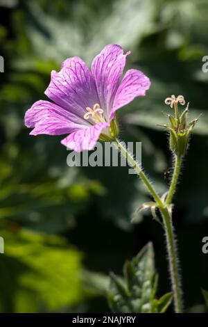 Druce's Crane's-Bill Geranium (Geranium x oxonianum Yeo) Blüht in einem englischen Garten Stockfoto