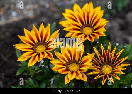 Rote und gelbe Gazanias blühen in einem englischen Garten Stockfoto