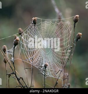 Spinnennetz glitzert mit Wassertröpfchen aus dem Herbsttau Stockfoto