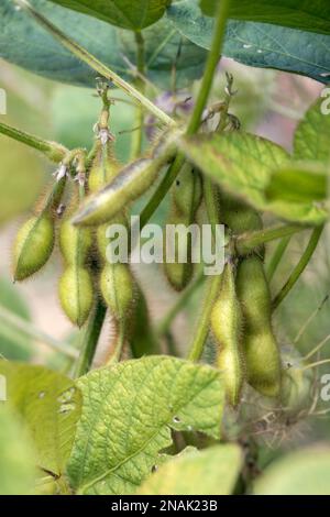 Sojabohnen (Glycine max L. Merr), die in einem Garten in Italien wachsen Stockfoto