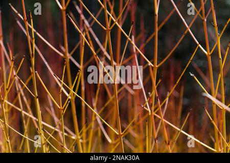 Nahaufnahme von Cornus sanguinea im Winter Feuerstämmen im britischen Garten im Februar Stockfoto