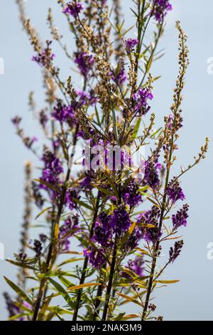 Lila Toadflax (Linaria purpurea) sterben zurück im Spätsommer Stockfoto