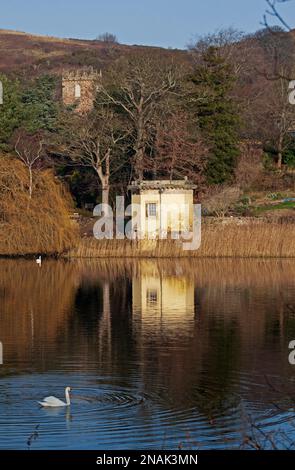 Duddingston, Edinburgh, Schottland, Großbritannien. 13. Februar 2023 Willkommen im Februar nach einer bewölkten Woche mit einer Morgentemperatur von 2 Grad Celsius, die sich bis zur Mittagszeit auf 9 Grad erwärmt. Im Bild: Der Stumme Swan gleitet entlang des Duddingston Loch mit dem historischen Thomson's Tower und Duddingston Kirk im Hintergrund. Kredit: Archwhite/alamy Live News. Stockfoto