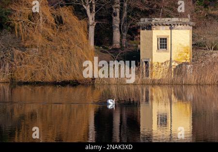 Duddingston, Edinburgh, Schottland, Großbritannien. 13. Februar 2023 Willkommen im Februar nach einer bewölkten Woche mit einer Morgentemperatur von 2 Grad Celsius, die sich bis zur Mittagszeit auf 9 Grad erwärmt. Im Bild: Der Stumme Schwan gleitet entlang des Duddingston Loch mit dem historischen Thomson's Tower im Hintergrund. Kredit: Archwhite/alamy Live News. Stockfoto